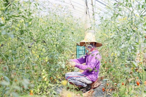 현곡면의 한 방울토마토 재배하우스에서 방울토마토를 수확하는 외국인 근로자의 손길이 분주하다.