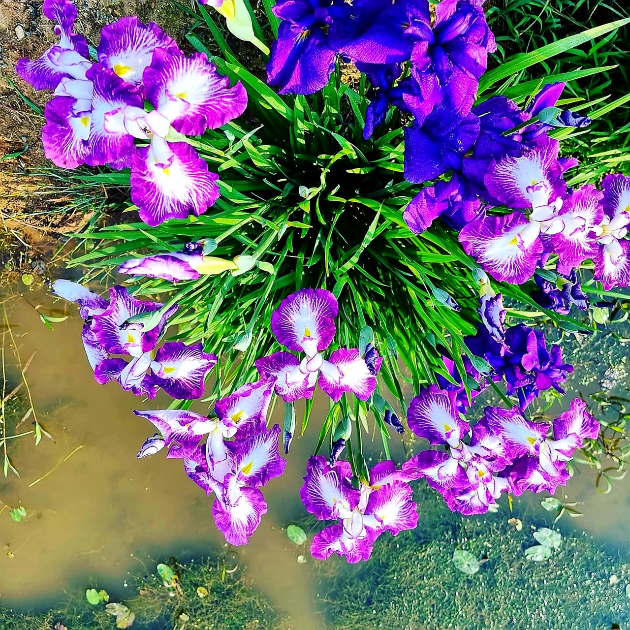 연못가에 핀 꽃창포