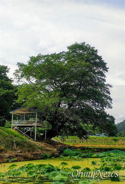 경남 진주시 장재동 882번지에 있는 수령 400년 추정의 푸조나무.