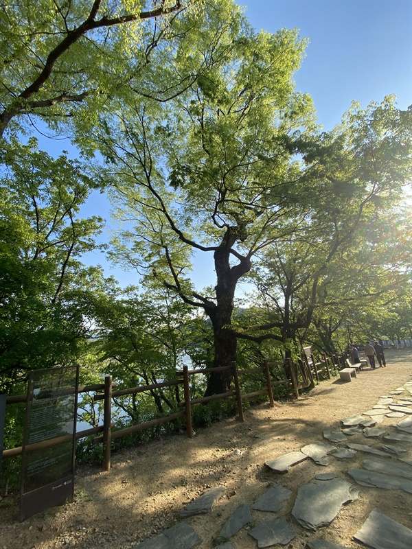 고려 왕조를 지키는 550살의 느티나무 삼문을 지나 사당 바깥 그러니까 임진강 쪽으로 나서면 벼랑 위에 향토문화제로 지정된 거대한 느티나무 두 그루가 서있다