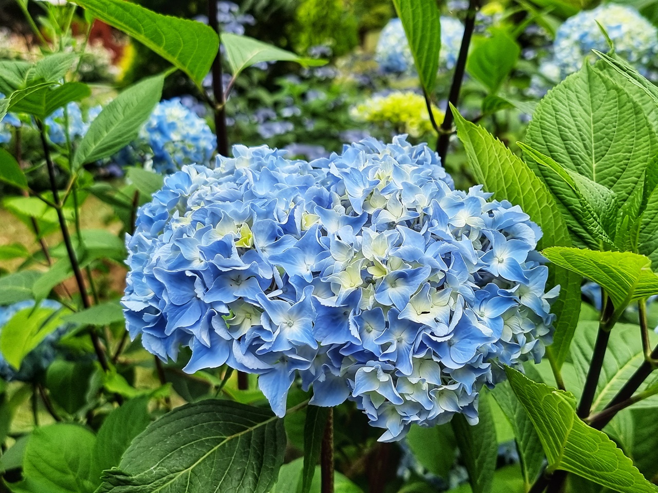 구례수목원에 핀 수국