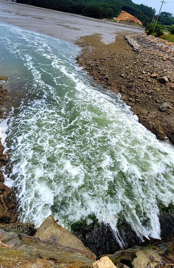 지난 14일 S양식장 인근 수로에서 바다로 오염이 의심되는 물이 방류디고 있다.