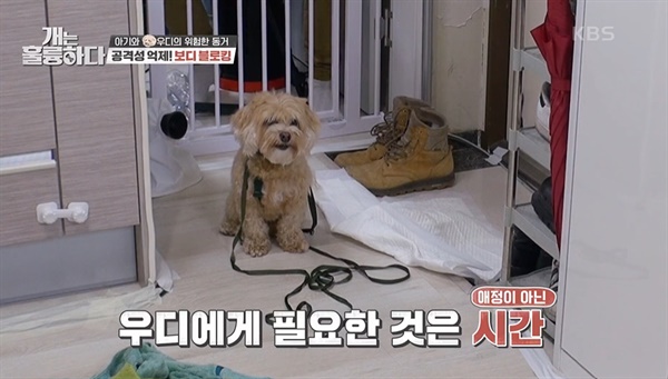  KBS2 <개는 훌륭하다> 한장면.