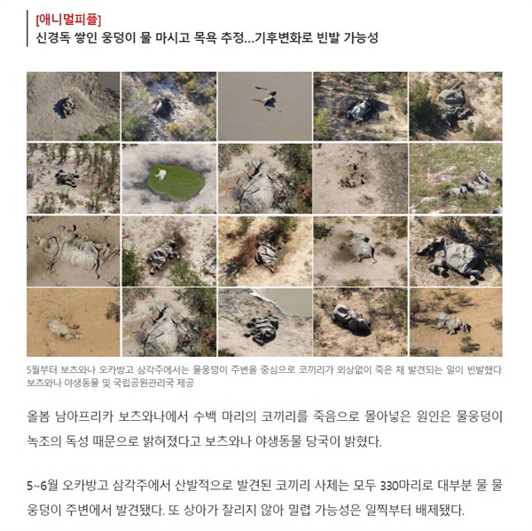  2020년 5월 세계 최대 코끼리 서식처인 보츠와나에서 발생한 코끼리 350마리 떼죽음 사건을 보도한 <한겨레> 기사 화면 갈무리