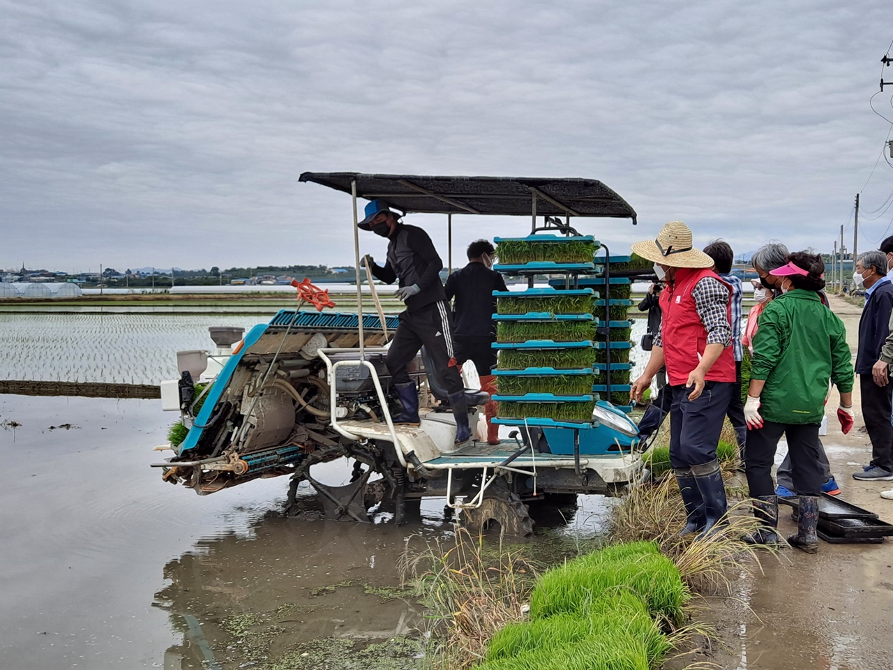  전국농민회 충남도연맹 소속 예산군농민회가 통일 쌀을 심고 있는 모습.  