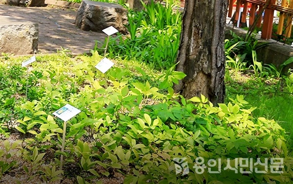 삼가초등학교는 한택식물원으로부터 멸종위기식물과 자생식물을 받아 화단을 조성했다.