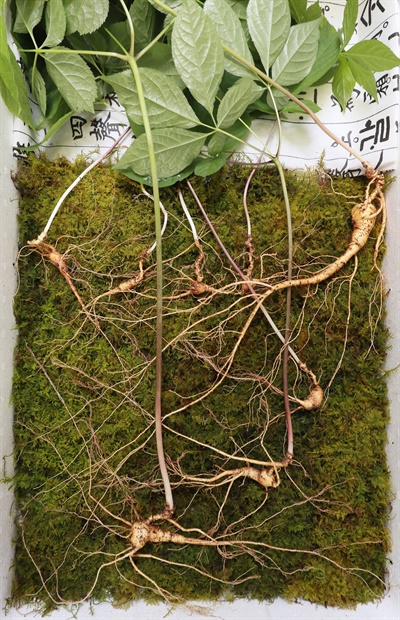 지리산 자락 ‘4대 가족 천종산삼’ 8뿌리.