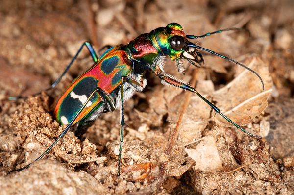 부화한 애벌레는 땅굴을 만들고 그 안에서 작은 곤충을 사냥한다.