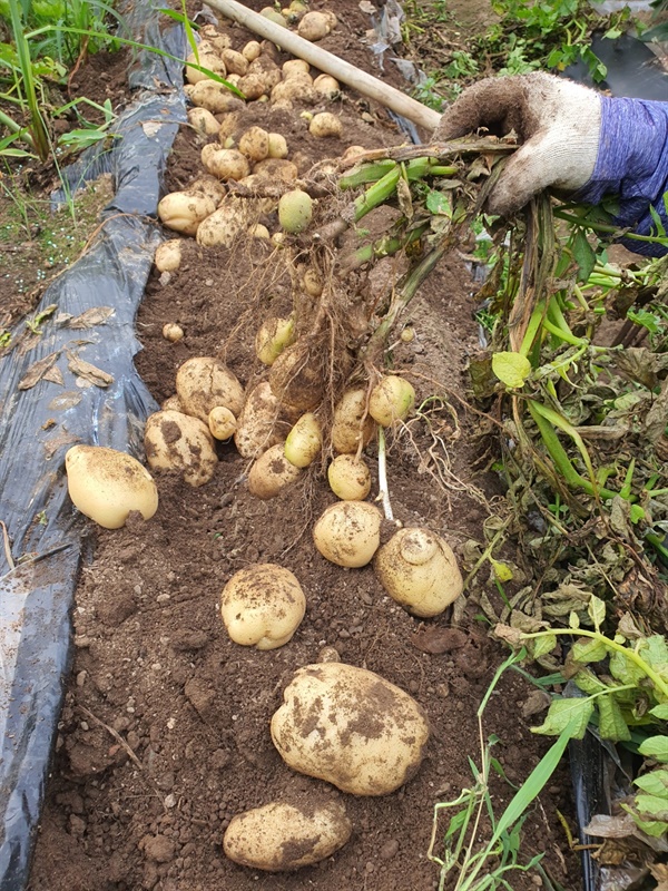하나의 감자싹에서 스무알 정도의 감자들이 나왔습니다