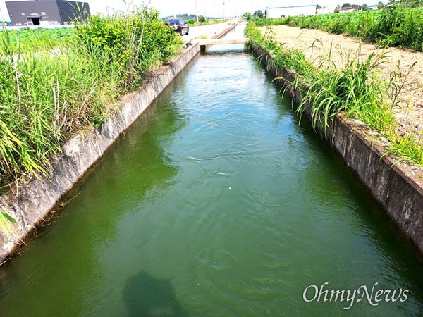7월 1일 낙동강 창원 본포취수장에서 나와 흘러가는 농수로의 녹조.