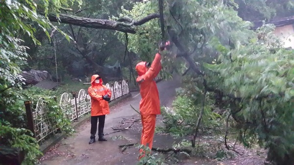  6일 아침 창원마산 합성1동 쪽 도로 옆 나무가 쓰러져 전지작업이 진행되었다.