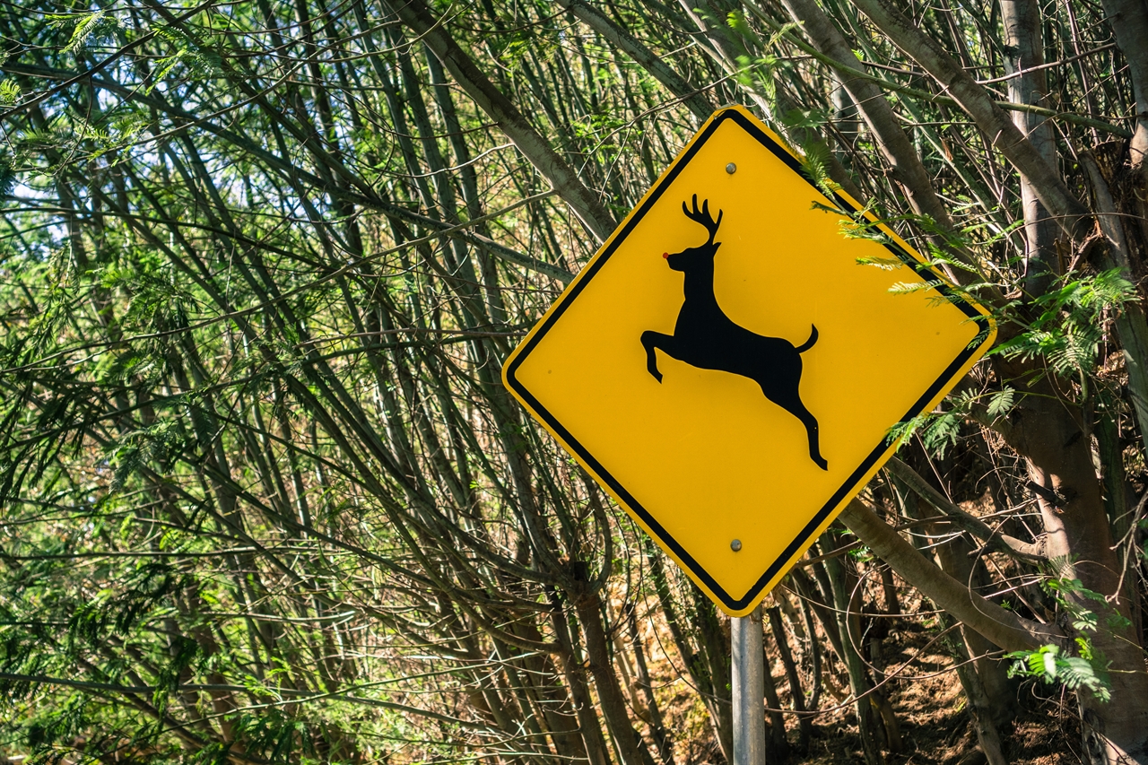 캐나다에서 산악지대나 국립공원 지역을 지날 때면 동물이 나타날 수도 있다는 생각에 운전이 더 조심스러워졌다.