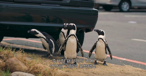 스크린샷:  주차장 펭귄 깡패들