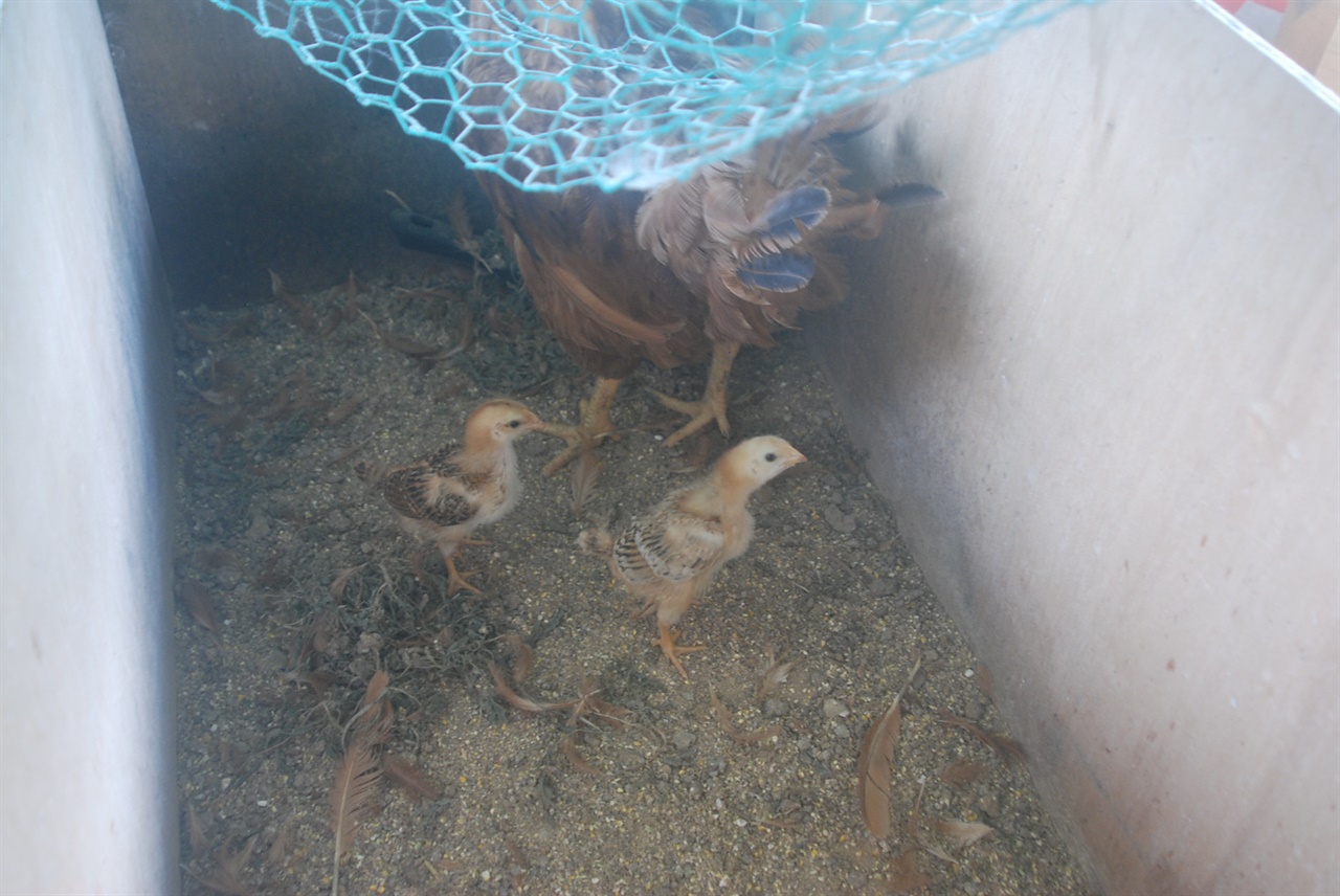 나무로 만든 임시 닭장에서 어미닭과 함께 있는 모습. 사진을 찍으려고 하자 놀라는 모습