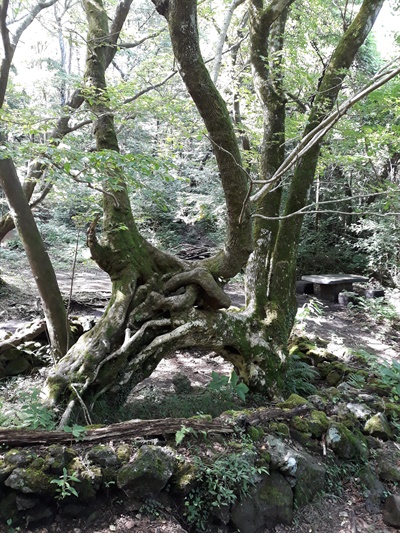 장생의 숲길을 걷다 보면 보기 힘든 연리목을 만날 수 있다. 산벚나무와 고로쇠나무가 서로 맞닿아 한몸이 되었다.