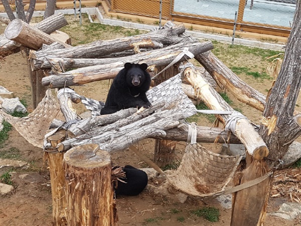  나무와 해먹이 설치된 새 집에서 살게 된 반달곰 '반이'와 '달이'