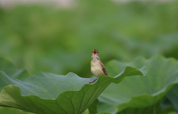 쓴 소리