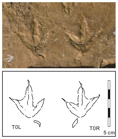 사천 비토섬 물갈퀴 새 발자국 화석. (위) 이그노토오르니스 승조서아이(Ignotornis seoungjoseoi) 화석, (아래) 물갈퀴 새 발자국 윤곽선(출처: 백악기 연구, Cretaceous Research)