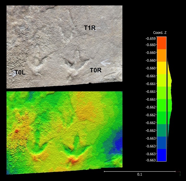 사천 비토섬 물갈퀴 새 발자국 화석(이그노토오르니스 승조서아이, Ignotornis seoungjoseoi)의 3D 이미지(출처: 백악기 연구, Cretaceous Research)
