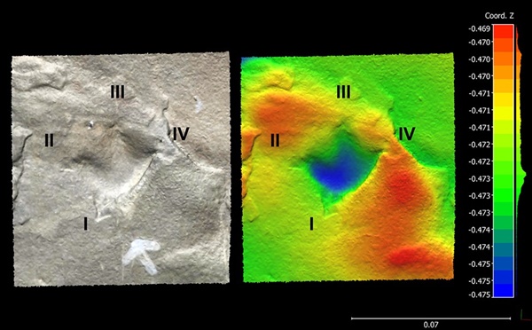 사천 비토섬 물갈퀴 새 발자국 화석(이그노토오르니스 승조서아이, Ignotornis seoungjoseoi)의 3D 이미지(출처: 백악기 연구, Cretaceous Research)