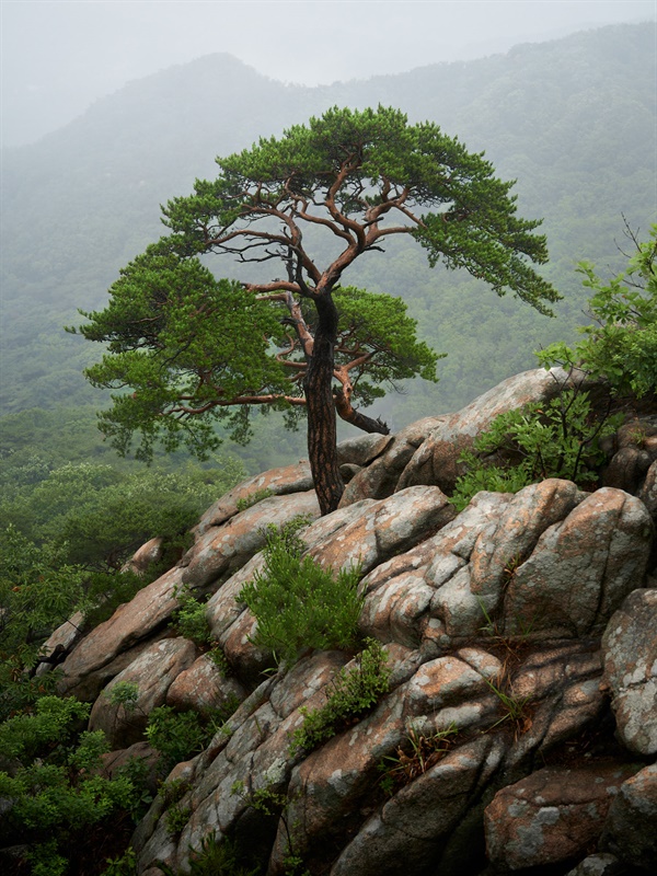  삼성산 나무.