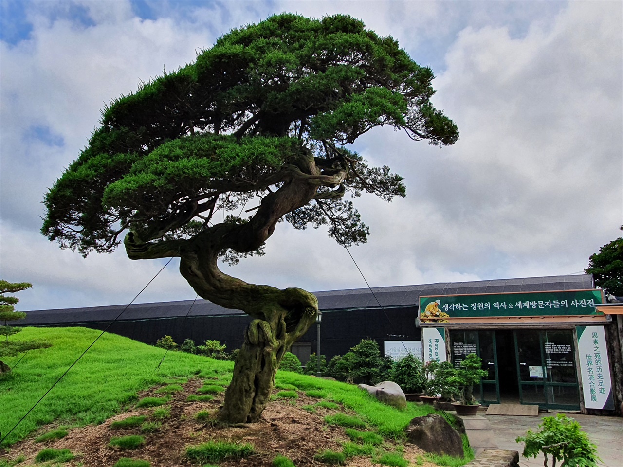특히 일본인들이 극찬하는 700년 이상 된 향나무는  생각하는 정원의 보물과도 같은 나무다. 