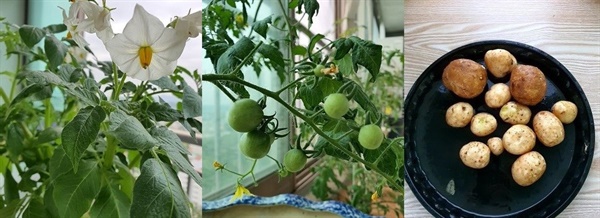 왼쪽부터 감자꽃, 감자 열매, 수확한 감자.