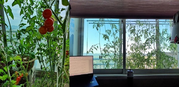 데롱데롱 매달린 방울토마토와 내 방 창문 앞 풍경.