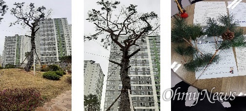 창원마산 ‘감계에코프리미엄2차아파트 입주자대표회의’는 아파트 중앙광장 소나무에 한때 '인조 나뭇잎'을 붙였다고 했다.