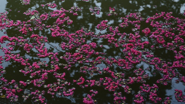 꽃들이 떨어져 연못을 붉게 물들였다. 나무에 붙어 있는 꽃과 떨어진 꽃들이 엉켜저 꽃인지, 그림자인지?