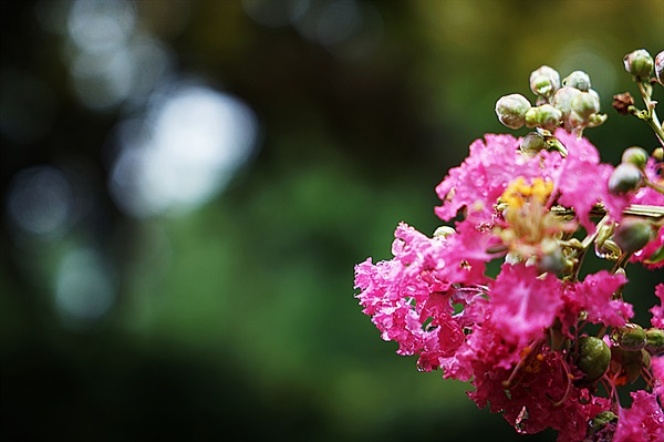 비단산의 배롱나무꽃