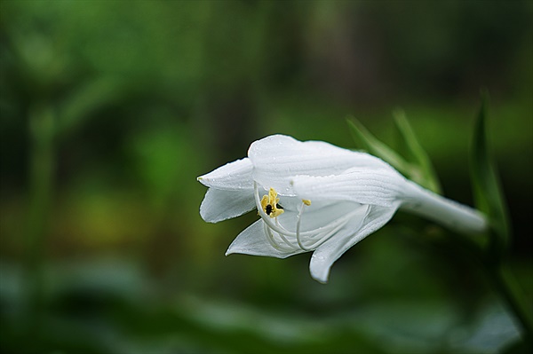 비단산의 옥잠화