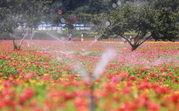 함양군 상림공원 백일홍꽃단지