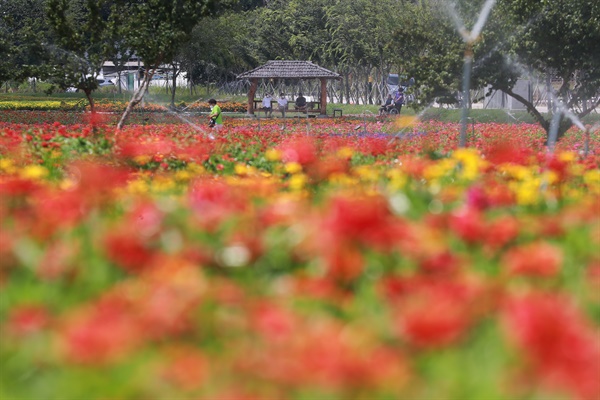 함양군 상림공원 백일홍꽃단지