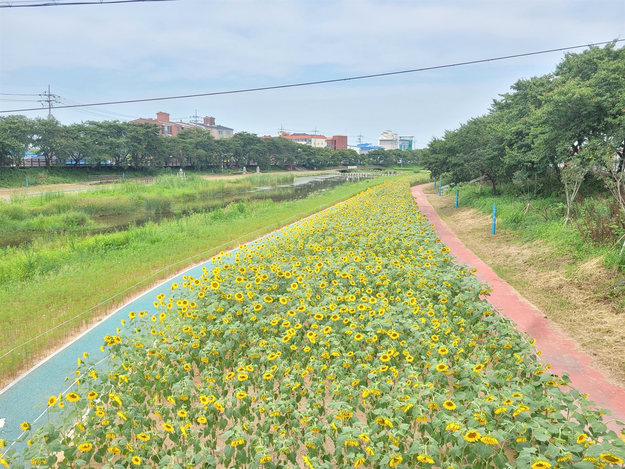 서산시 해미천변 산책로에 심어진 황금빛 해바라기는, 그 길이만 해도 1.5Km？나 된다.