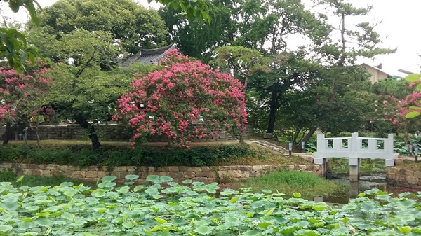 광주광역시 서구 8경 중 제1경으로 꼽히는 만귀정에 여름의 꽃 백일홍이 만발했다
