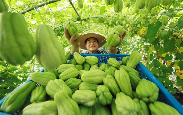  열대작물 '차요테'.