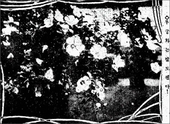 <동아일>, 1920년 8월 20일자. 무궁화꽃 사진 제목이 예사롭지 않다. 화보로 사진만 실려있다.