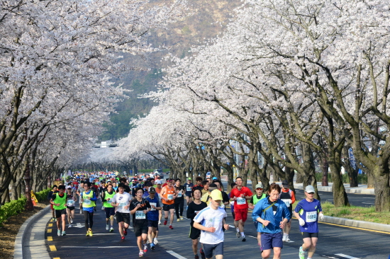 <figcaption>경주시가 내년부터 벚꽃마라톤대회를 개최하지 않기로 했다. 사진은 지난대회 출발모습.</figcaption>