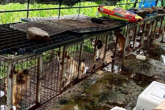동물보호단체 위액트가 폭로한 구미시의 불법 개사육 시설