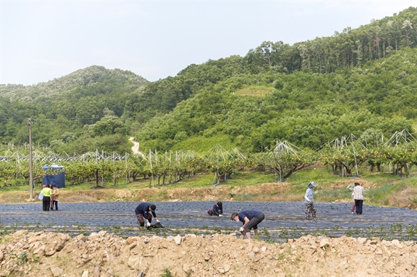  남녀노소 용산 주민들이 괴산군 불정면 웅동리에 위치한 ‘용산-괴산 상생농장’에서 작업중이다.