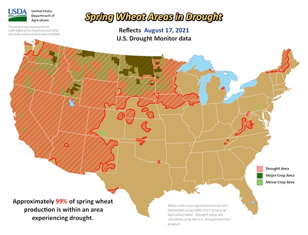  미 농무부 자료에 따르면 지난 17일 기준 미국 봄밀 생산량의 약 99%가 가뭄을 겪는 지역 내에 있다.
