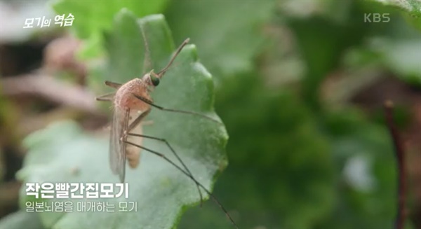  KBS < UHD 환경스페셜 > '모기의 역습'.