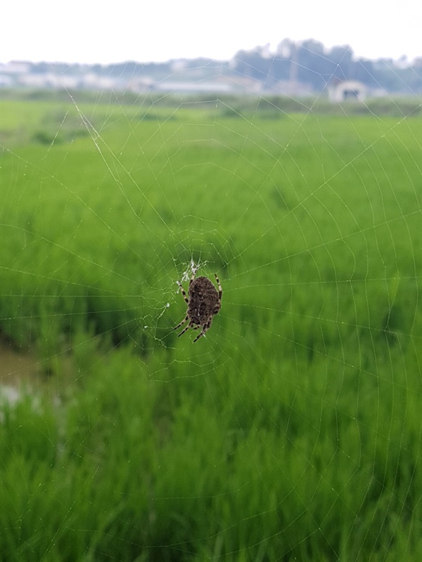 거미줄을 쳐놓고 기다리는 거미.