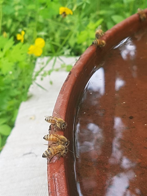 물을 먹으려고 물통에 모인 꿀벌들.