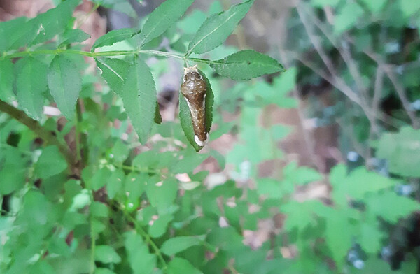 산초나무 잎에서 발견한 호랑나비 애벌레