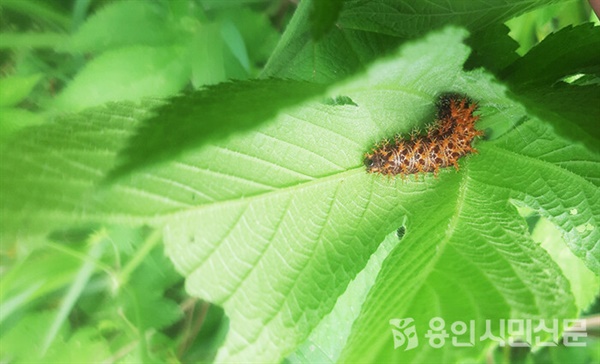 환삼덩굴 잎 뒤 네발나비 애벌레