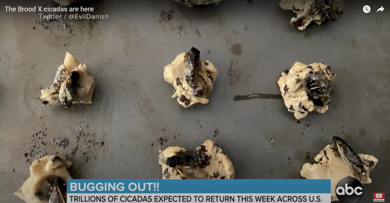 17년 주미매미와 요리의 만남  'Brood-10'이 들어간 매미요리가 점점 다양해지고 있다. (ABC방송사 유튜브 화면 캡쳐)