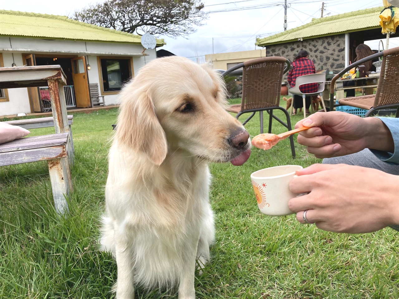 제주의 한 반려동물 동반 카페에서 강아지용 아이스크림을 먹는 여름이.