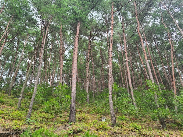 진주 월아산 소나무숲.